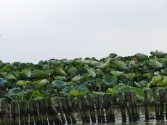 -焦岗湖旅游度假区