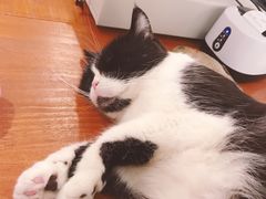 -猫友咖啡店(玉林西路店)