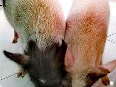 -柴源莊·柴小宠柴犬咖啡