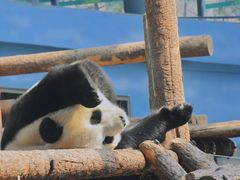 -大连森林动物园