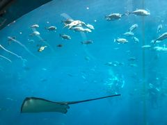 -瑞德姆美人鱼海底演艺主题餐厅(亚龙湾店)