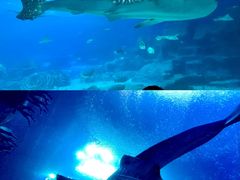 -珠海长隆海洋王国