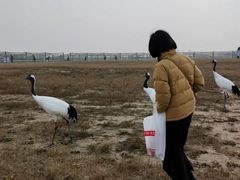 -盐城丹顶鹤湿地生态旅游区