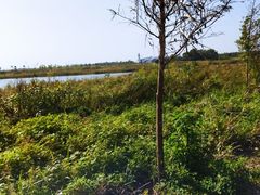 -盐城丹顶鹤湿地生态旅游区
