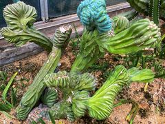 -华南国家植物园-售票处