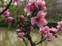 -南汇桃花村