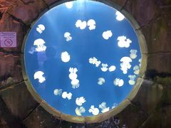 -迪拜水族馆及水下动物园