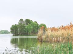 -顾村公园