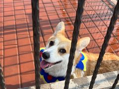-趣玩宠物乐园寄养训犬训狗游泳池