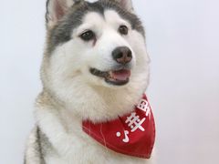 -Husky Go! 哈士奇体验馆·宠物咖啡厅狗咖