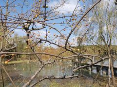 -昆山城市生态森林公园