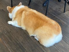 -肥朵食堂(带梦胡同店)