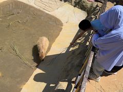 -西霞口神雕山野生动物世界