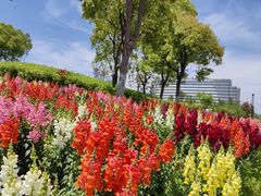 -春花秋色城市公园