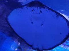 -海合安武汉极地海洋公园