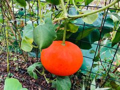 -同銮特种养殖场·龙虾垂钓