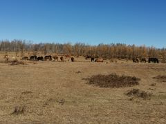 -塞罕坝国家级自然保护区