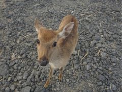-鹿境梅花鹿生态园区