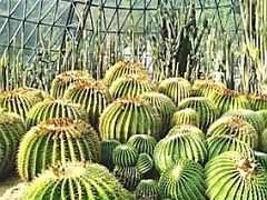 -深圳仙湖植物园