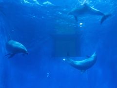 -多彩贵州城极地海洋世界