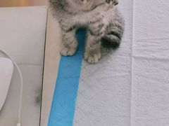 -喜多萌中农锦绣动物医院24H·猫科·牙科MRI·CT