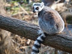 -石家庄市动物园