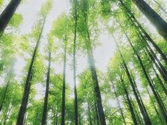 -山王坪喀斯特国家生态公园