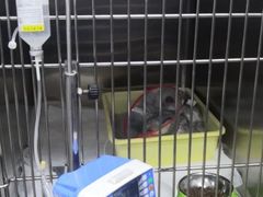 -瑞派·关忠动物医院·异宠专科·犬猫肿瘤·皮肤专科(望京店)