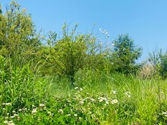 -桤木河湿地公园