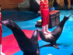 -烟台海昌鲸鲨海洋公园