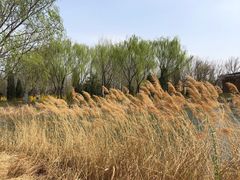 -大兴滨河森林公园