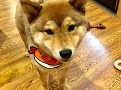 -柴务处·柴犬主题狗咖