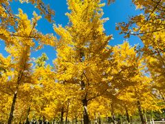 -永定河休闲森林公园