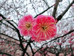 -南京古林公园