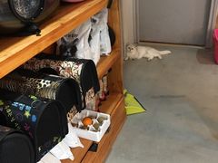 -喵zoo家庭繁育猫舍(尖东智能花园店)