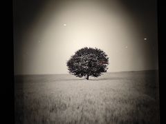 -尼依格罗香港美利酒店