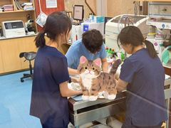 -东日国际动物医院·CT·心脏专科(桃源分院)