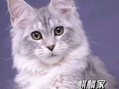 -十年猫舍·猫咪专门店(普陀店)