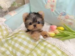 -萌宠之家·腊肠犬·马尔泰·小体犬舍
