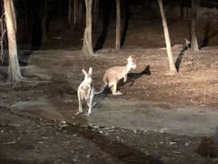 -清迈夜间动物园