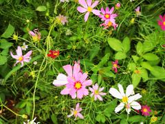 -松山湖梦幻百花洲