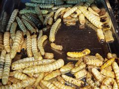 -昆虫窝子·特色云南菜(拓东路总店)