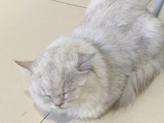 -怪兽屋·羊驼·猫咖·狗咖(俊华广场店)