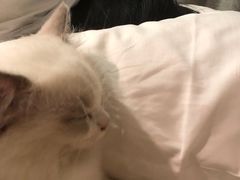 -lincat·猫舍(广州店)