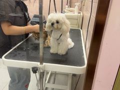 -FAELING PETS美天灵宠物(富力广场店)