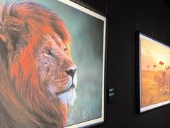 -罗红摄影艺术馆