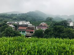 -龙井村
