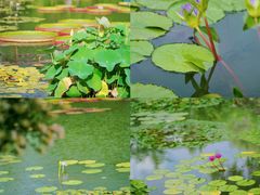 -国家植物园南园