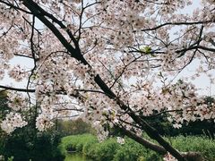 -上海滨江森林公园