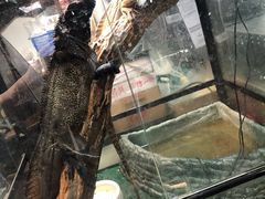 -酷以爬仙阁实体爬宠店·守宫·蜥蜴·专业繁育